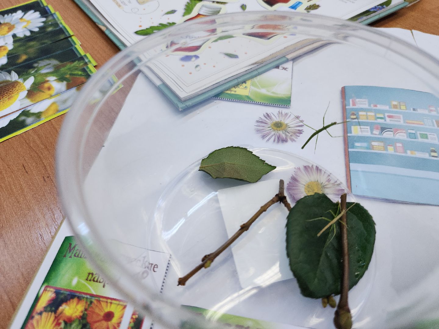 коломна, образование, гимназия 9, юннаты,