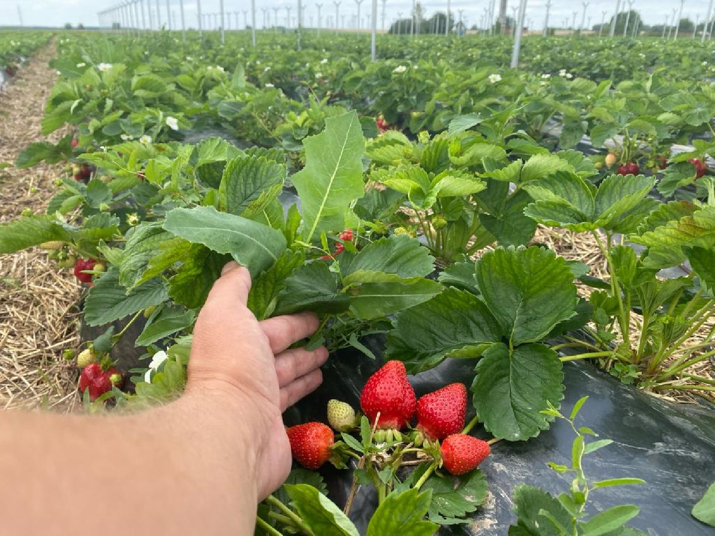 Коломна, сельское хозяйство, коломенский аграрный колледж,