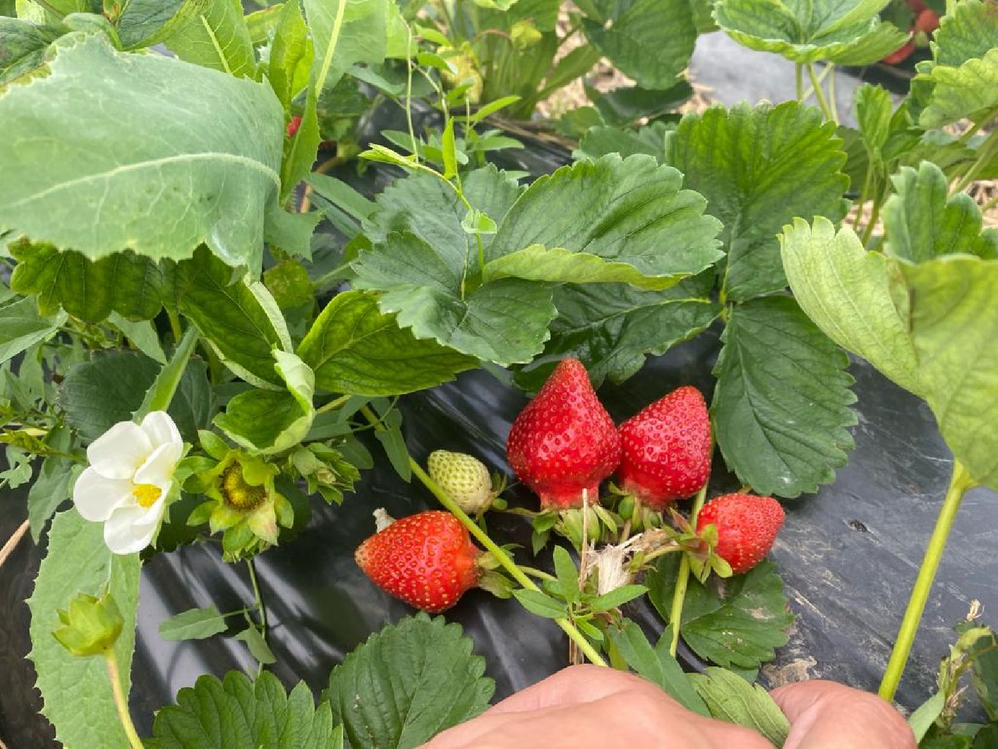 Коломна, сельское хозяйство, коломенский аграрный колледж,