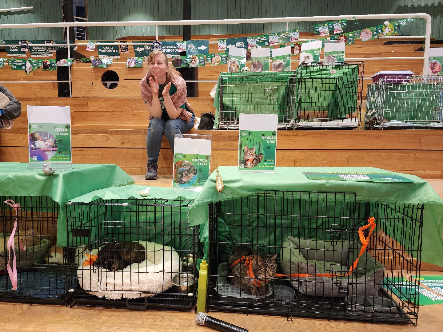 пушкино, бездомные животные, волонтерство, кошки, собаки,