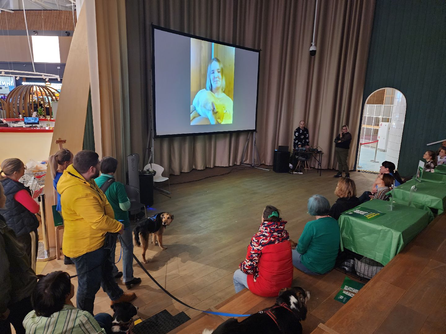 пушкино, бездомные животные, волонтерство, кошки, собаки,