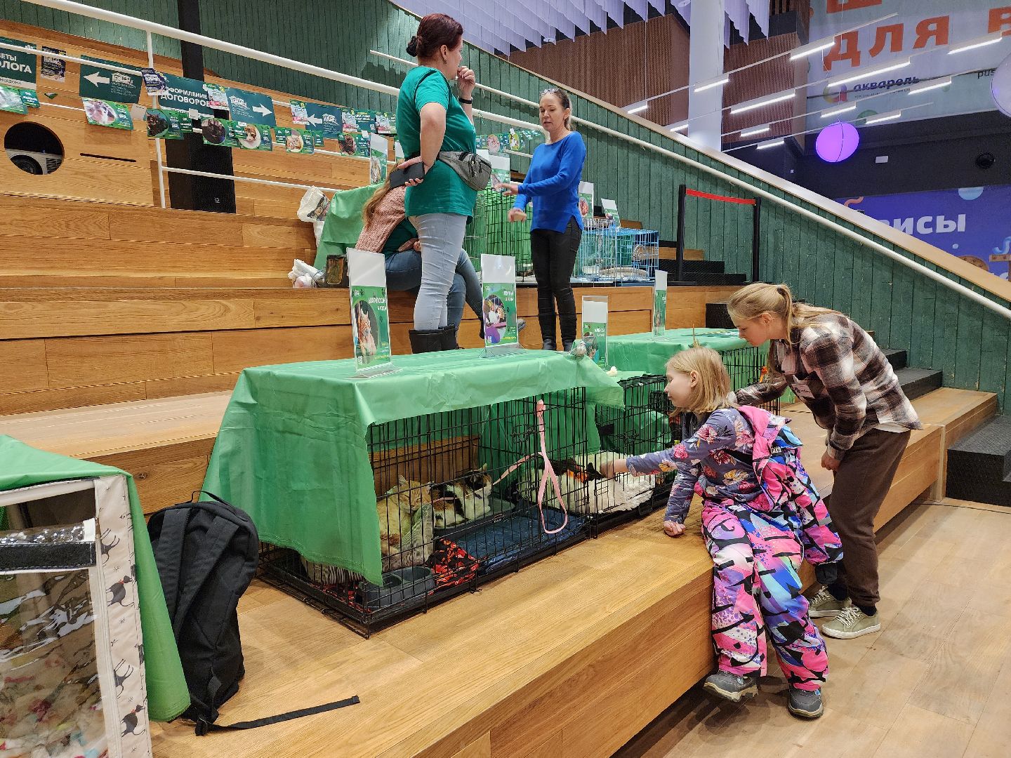 пушкино, бездомные животные, волонтерство, кошки, собаки,