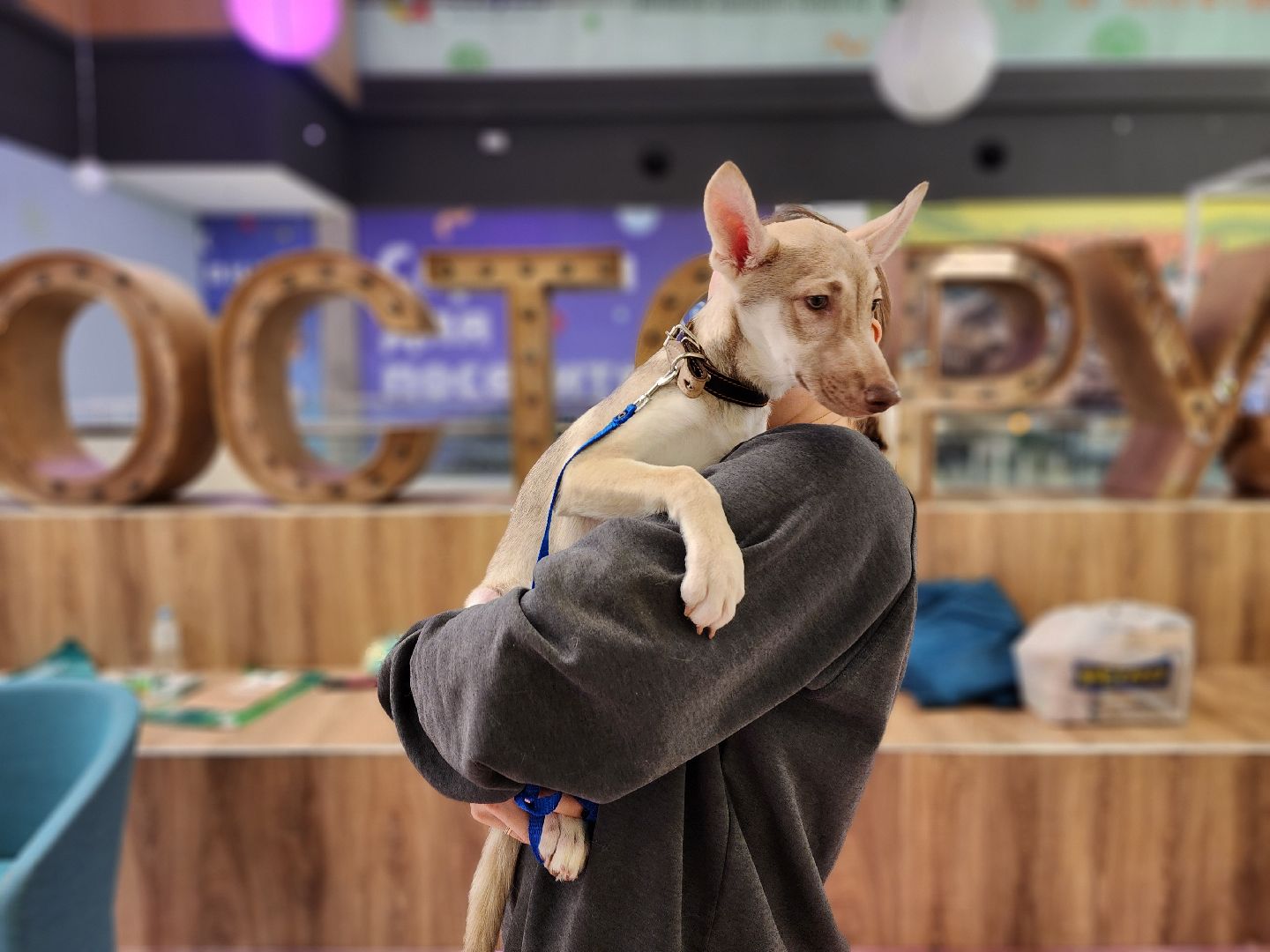 пушкино, бездомные животные, волонтерство, кошки, собаки,