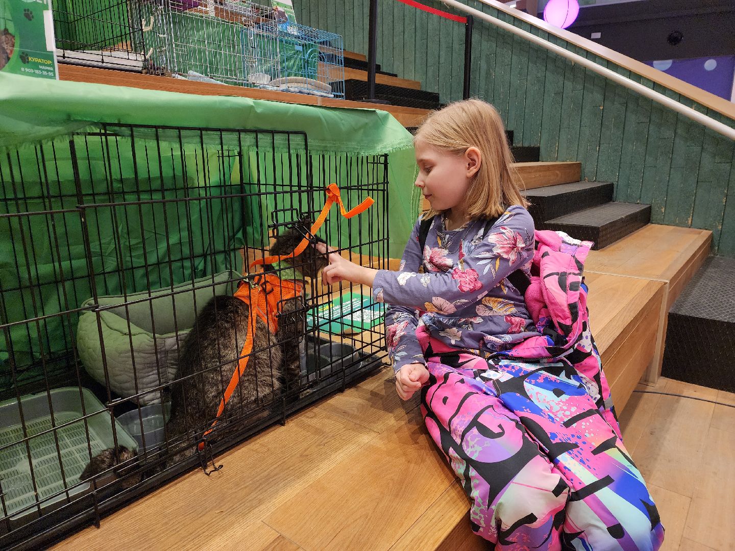 пушкино, бездомные животные, волонтерство, кошки, собаки,