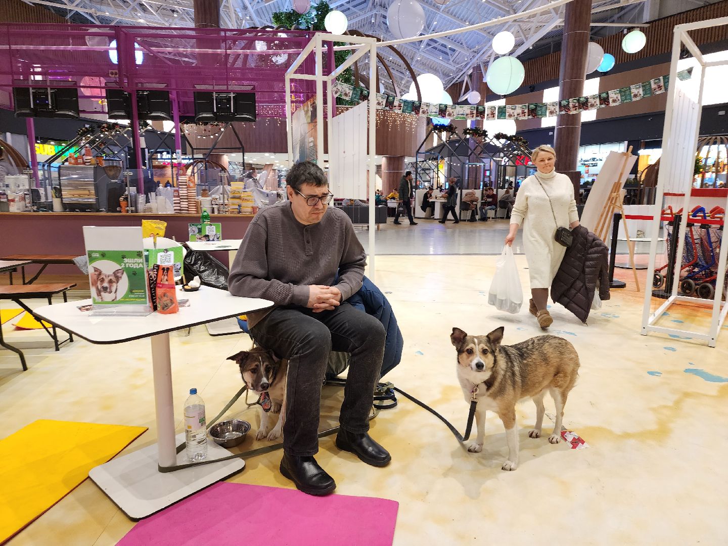 пушкино, бездомные животные, волонтерство, кошки, собаки,