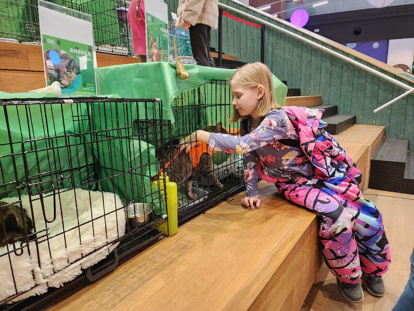 пушкино, бездомные животные, волонтерство, кошки, собаки,