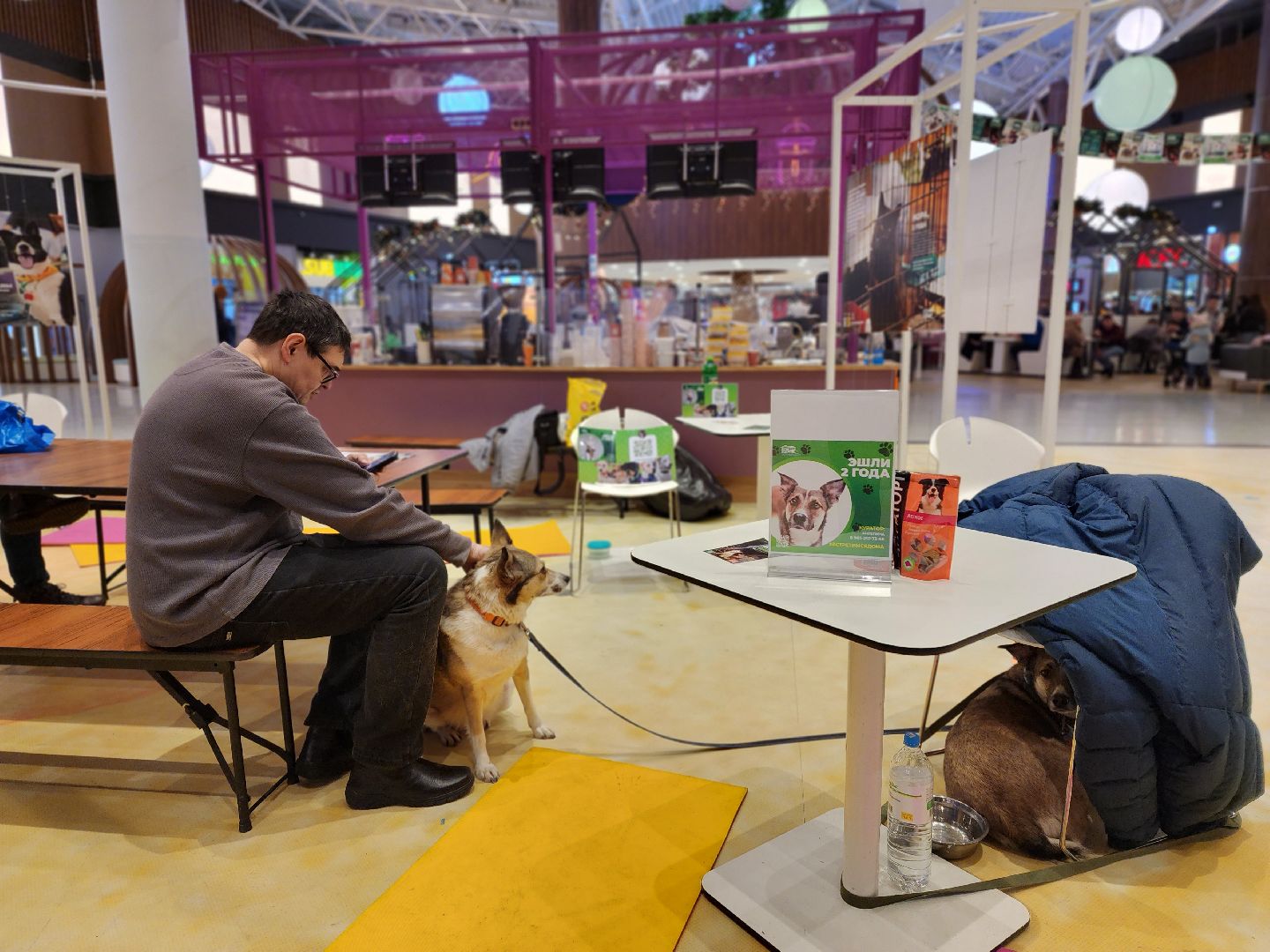 пушкино, бездомные животные, волонтерство, кошки, собаки,