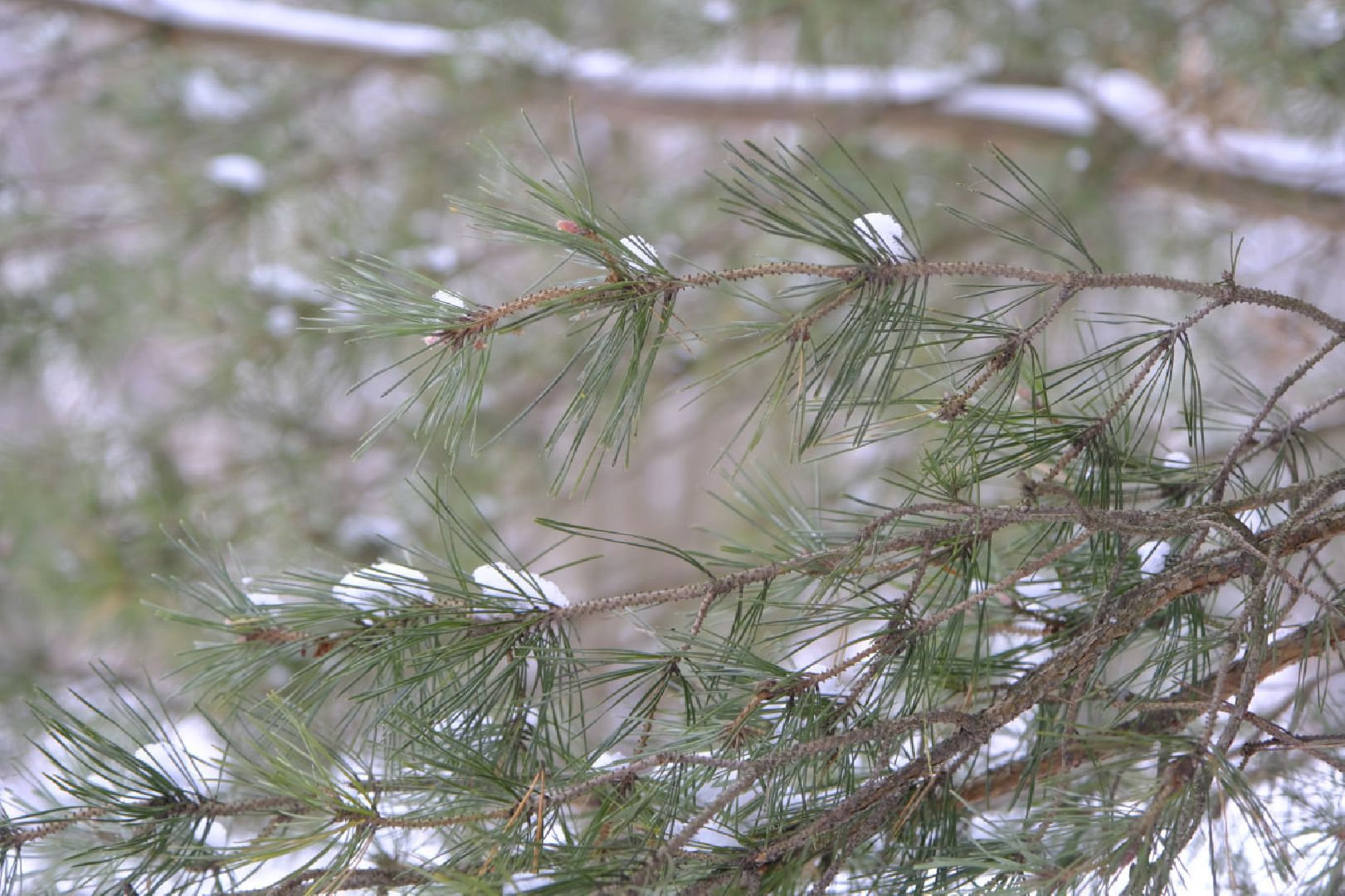 пущино, наука,