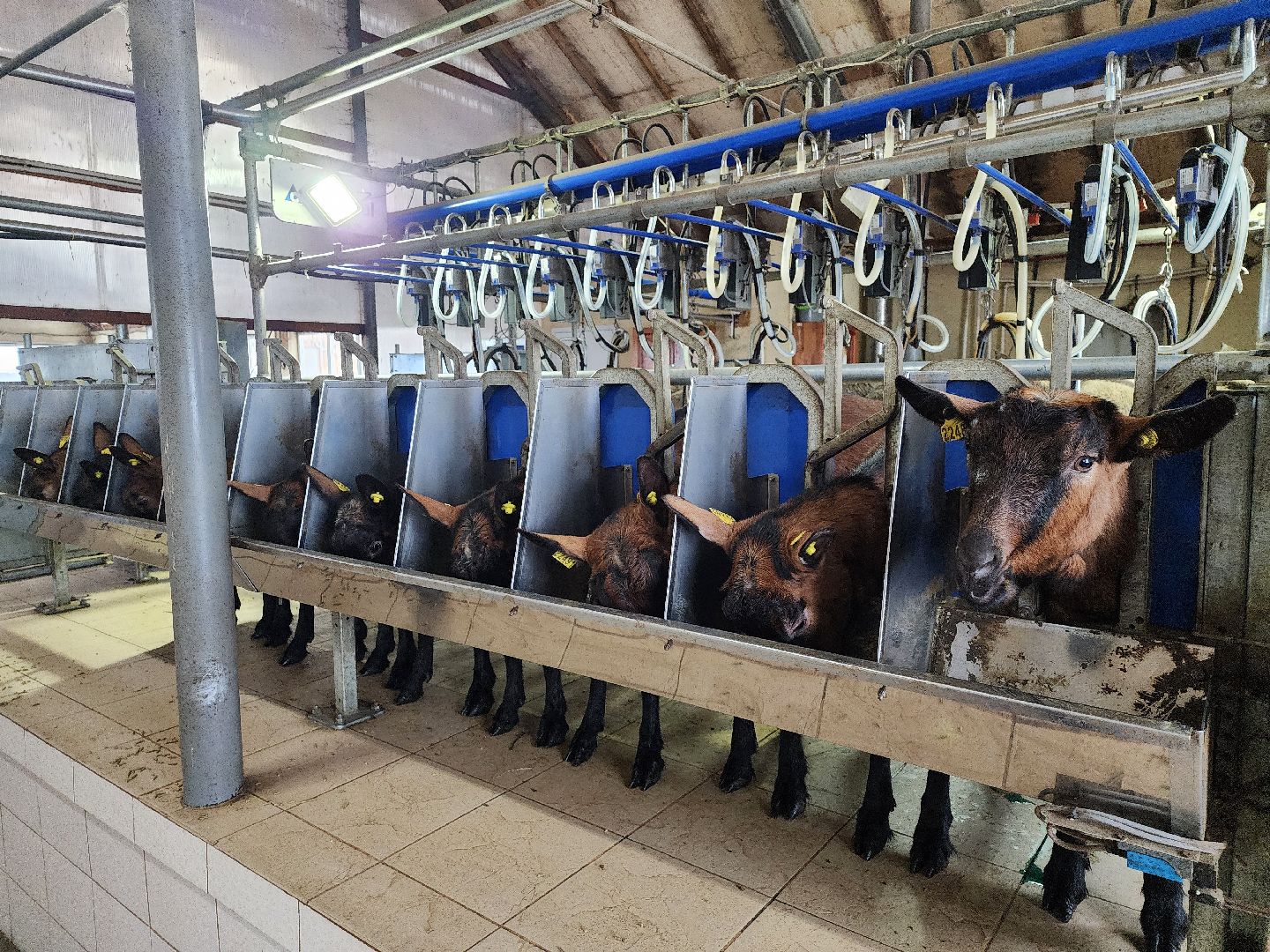 Чехов, Подмосковье, Дикие белки, агротуризм, молоко, козы, коровы,