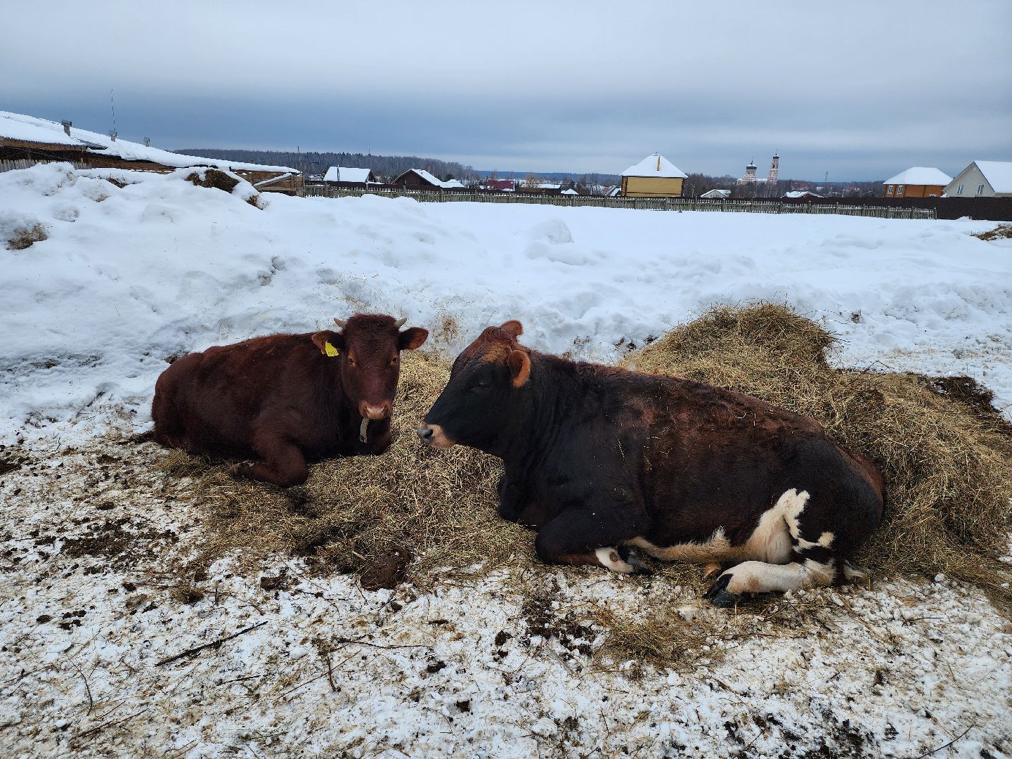Чехов, Подмосковье, Дикие белки, агротуризм, молоко, козы, коровы,