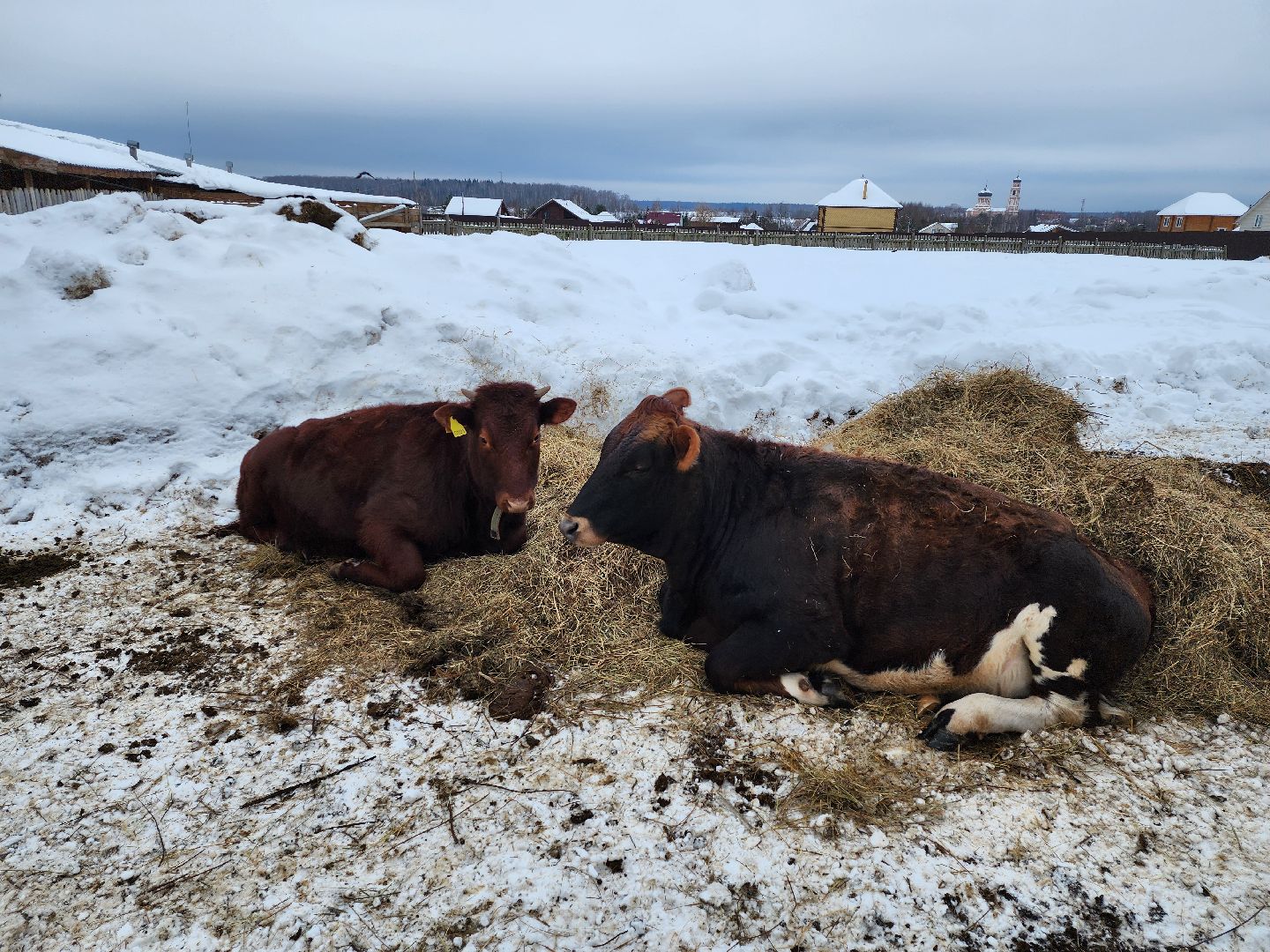 Чехов, Подмосковье, Дикие белки, агротуризм, молоко, козы, коровы,