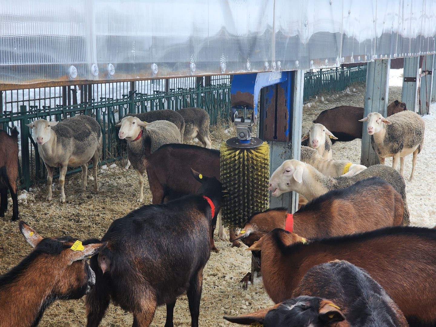 Чехов, Подмосковье, Дикие белки, агротуризм, молоко, козы, коровы,