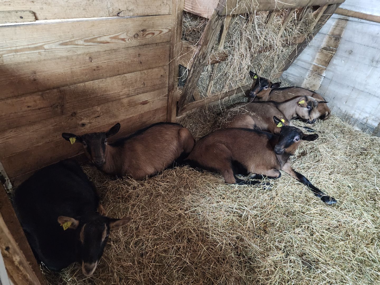 Чехов, Подмосковье, Дикие белки, агротуризм, молоко, козы, коровы,