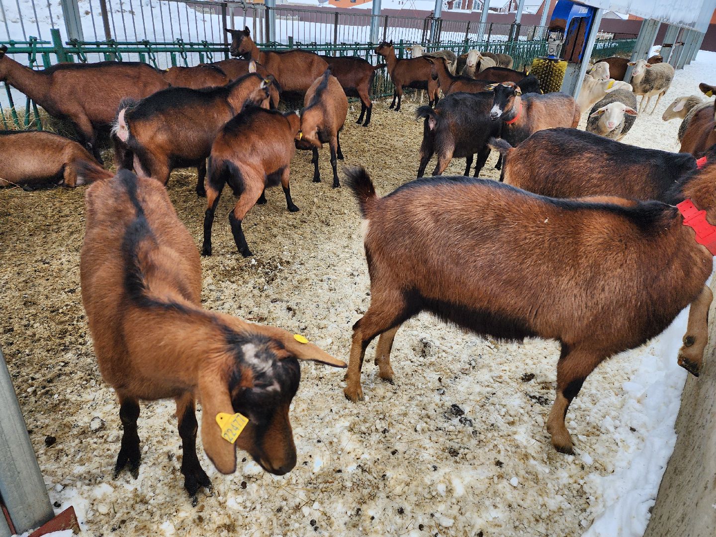 Чехов, Подмосковье, Дикие белки, агротуризм, молоко, козы, коровы,