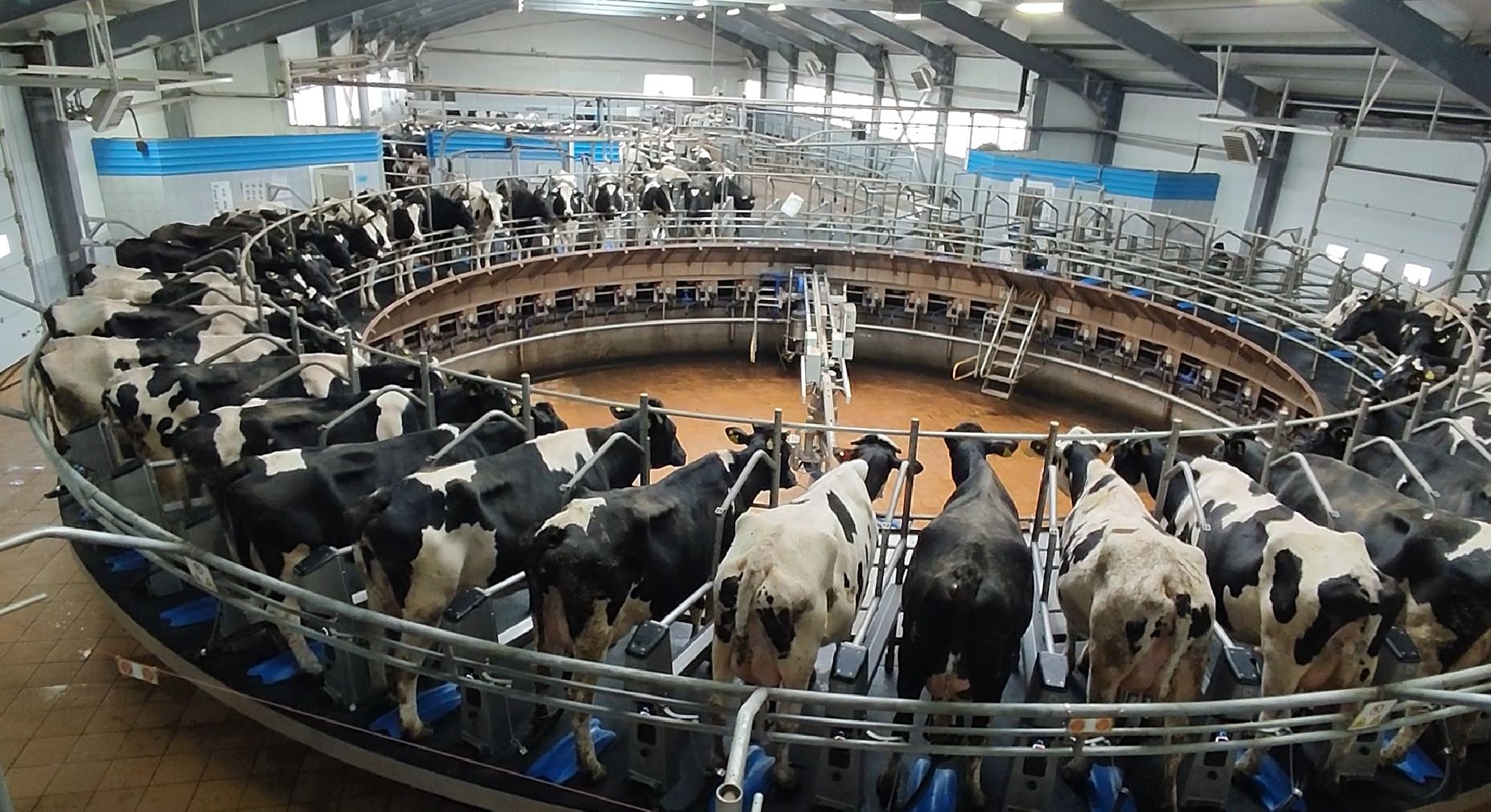 дойные коровы, комплекс Бурхино, племзавод Барыбино, Домодедово,