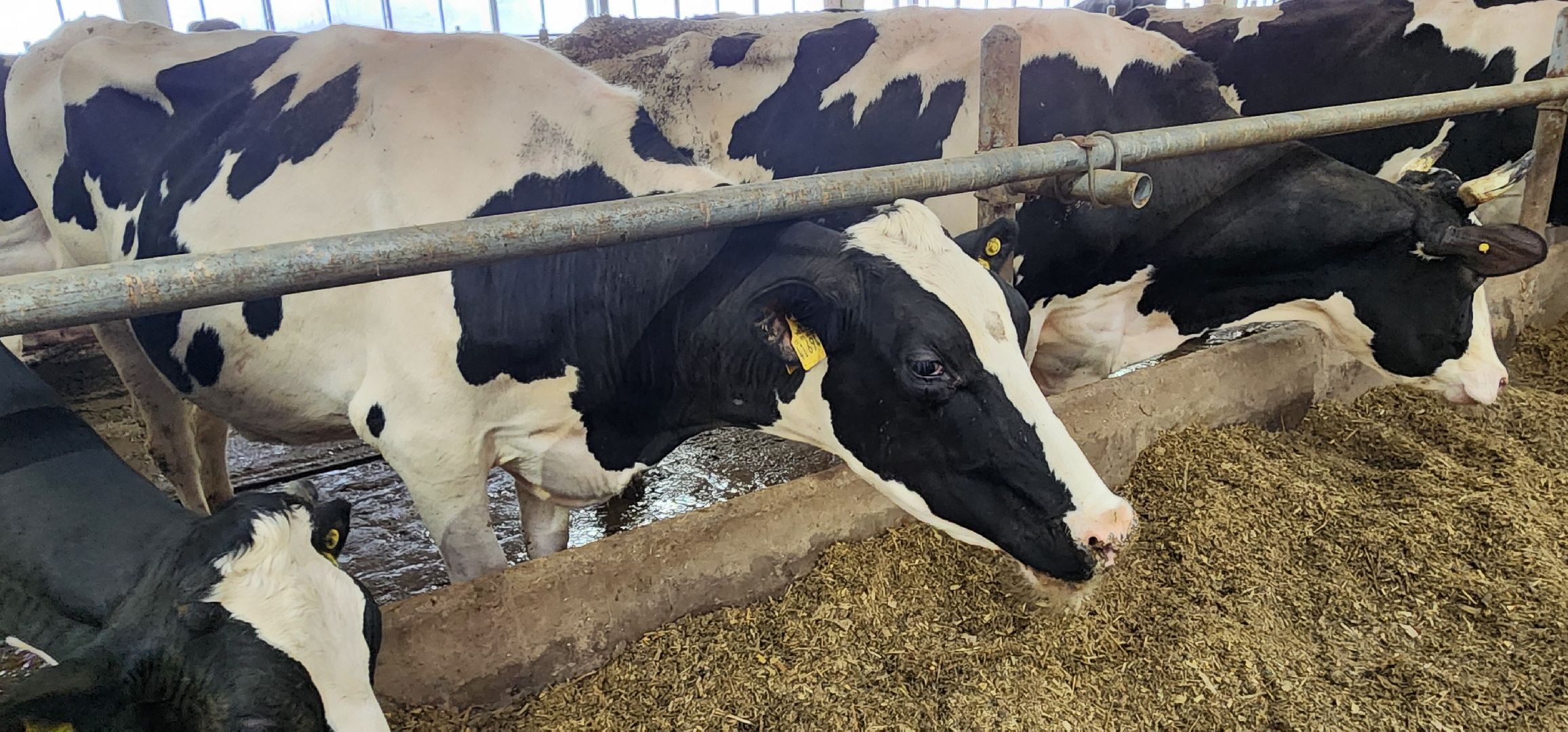 дойные коровы, комплекс Бурхино, племзавод Барыбино, Домодедово,