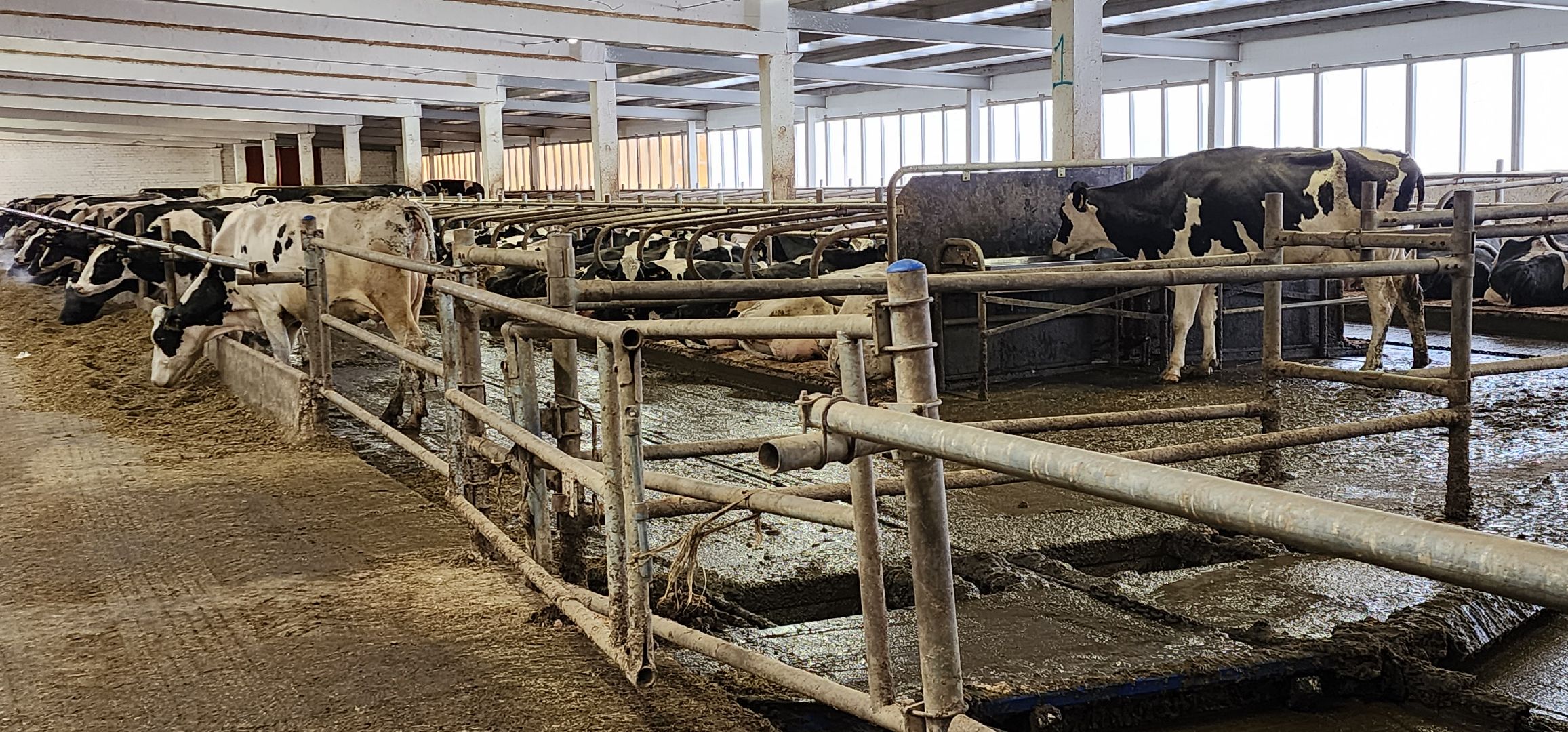 дойные коровы, комплекс Бурхино, племзавод Барыбино, Домодедово,