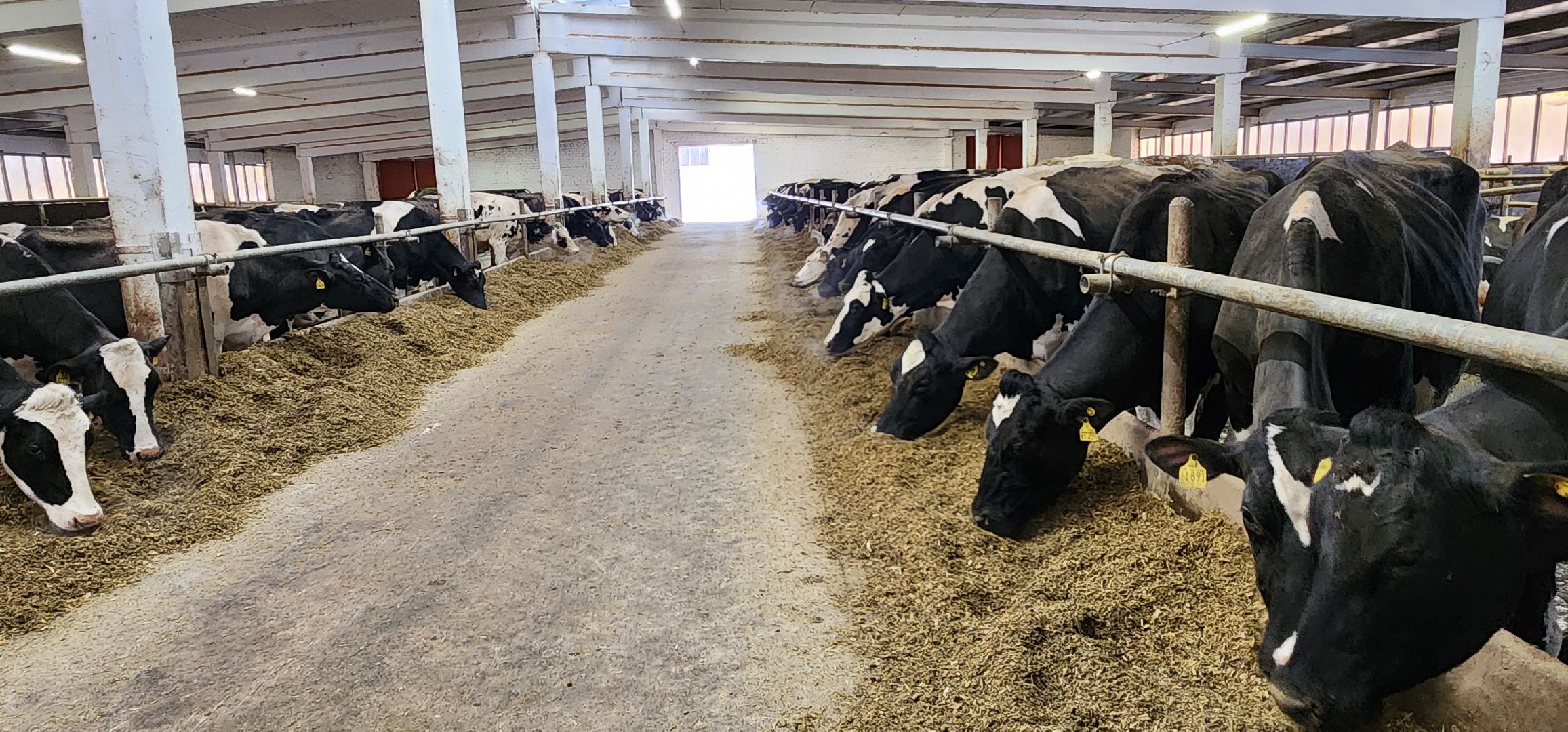 дойные коровы, комплекс Бурхино, племзавод Барыбино, Домодедово,