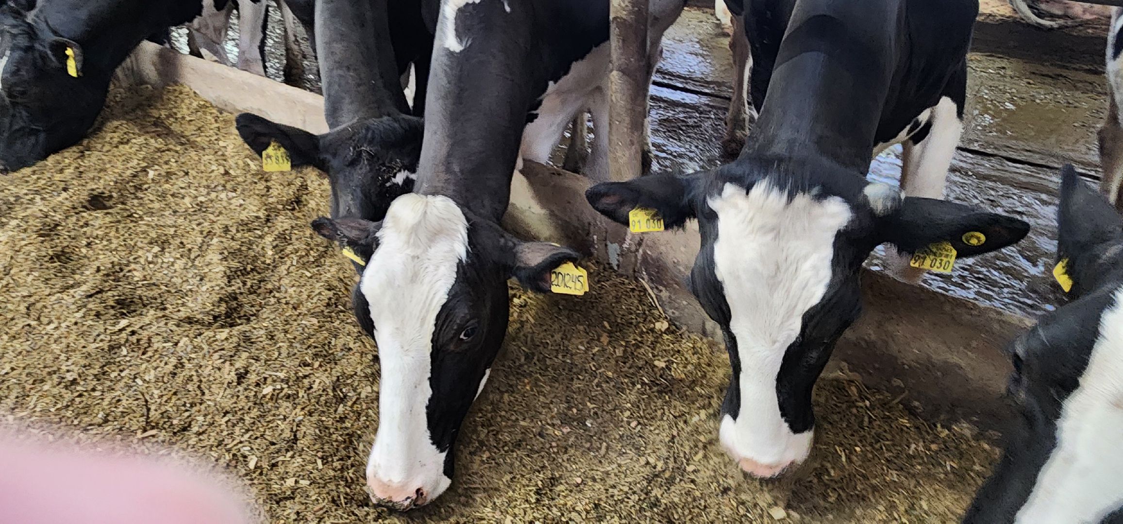 дойные коровы, комплекс Бурхино, племзавод Барыбино, Домодедово,