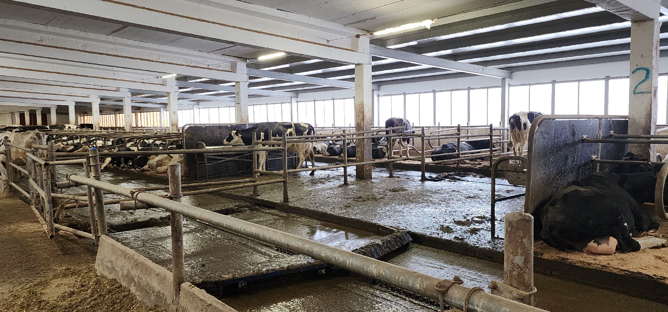 дойные коровы, комплекс Бурхино, племзавод Барыбино, Домодедово,