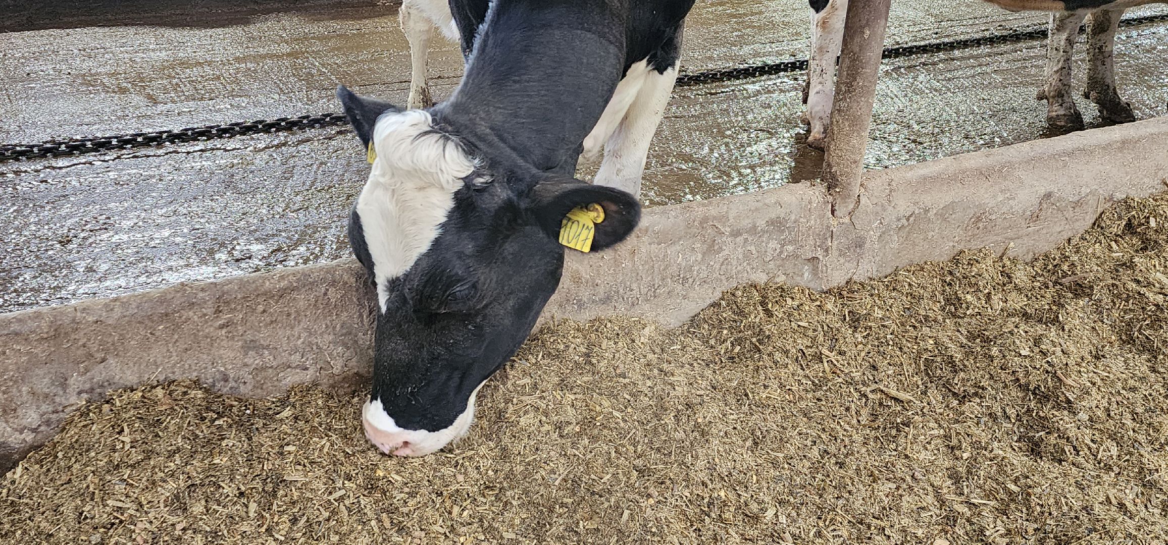 дойные коровы, комплекс Бурхино, племзавод Барыбино, Домодедово,