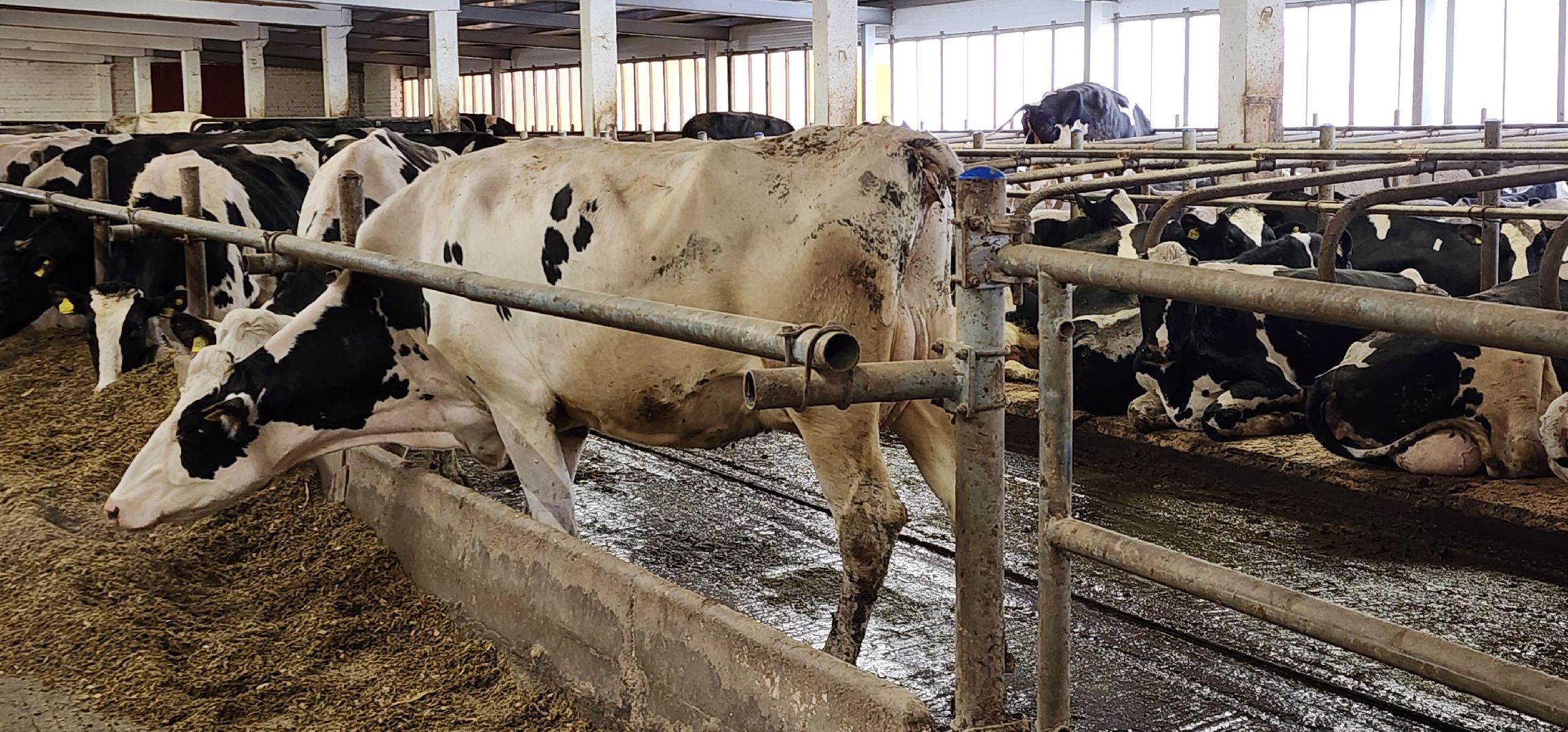 дойные коровы, комплекс Бурхино, племзавод Барыбино, Домодедово,