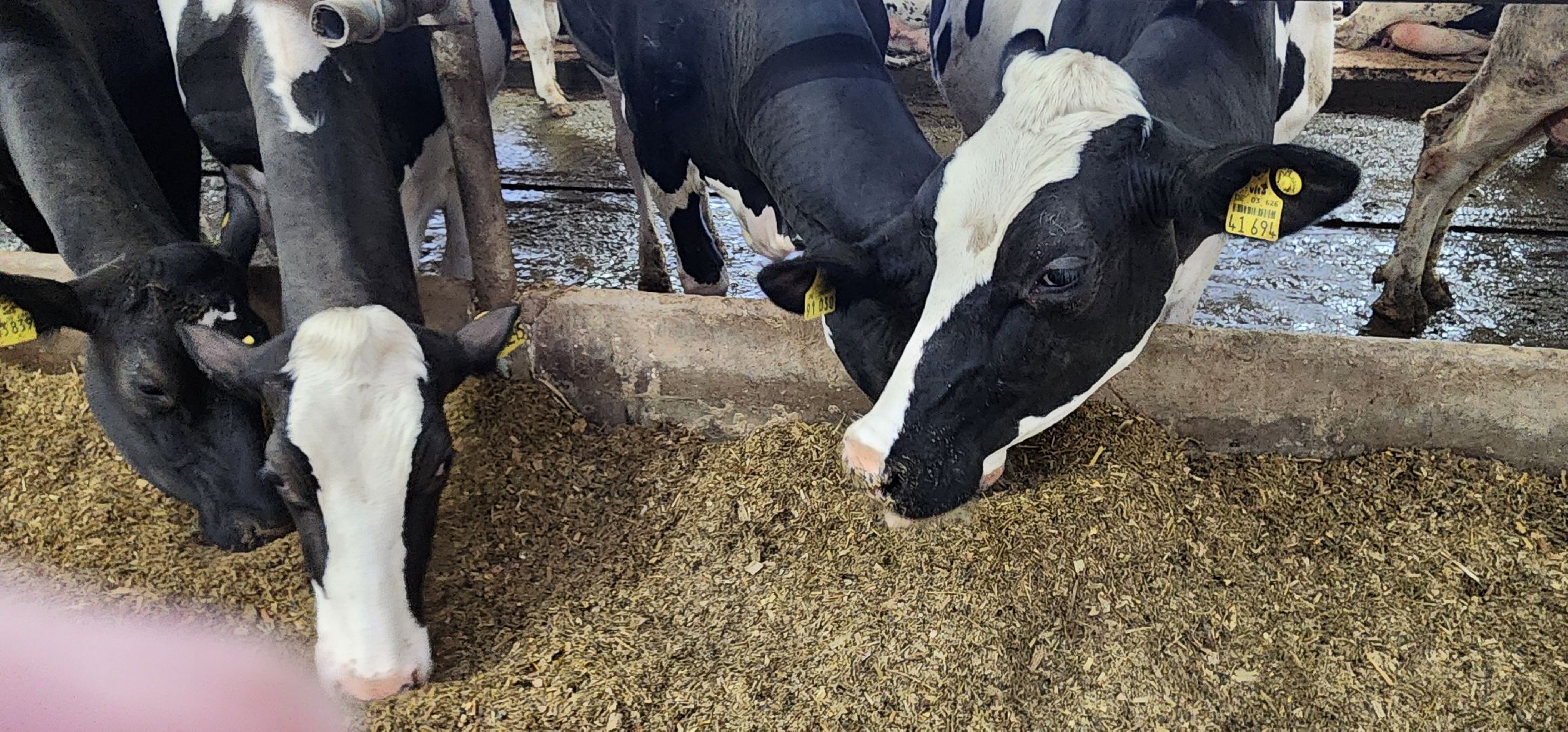 дойные коровы, комплекс Бурхино, племзавод Барыбино, Домодедово,