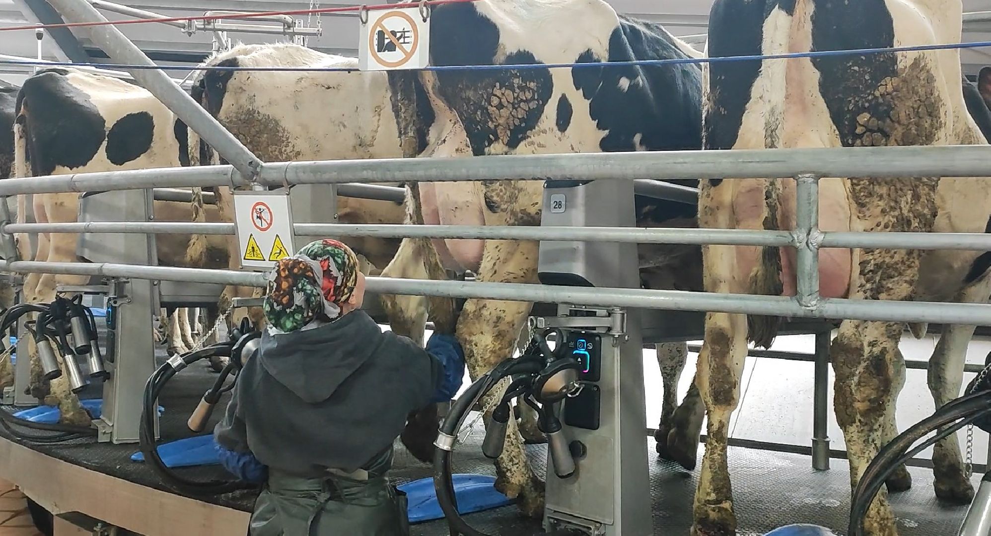 дойные коровы, комплекс Бурхино, племзавод Барыбино, Домодедово,