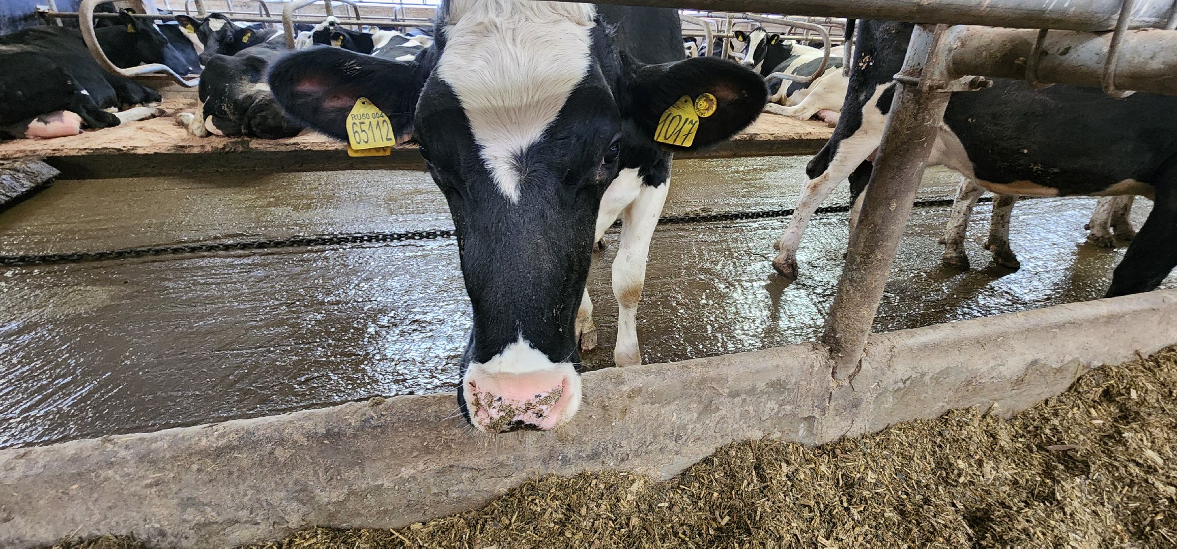 дойные коровы, комплекс Бурхино, племзавод Барыбино, Домодедово,