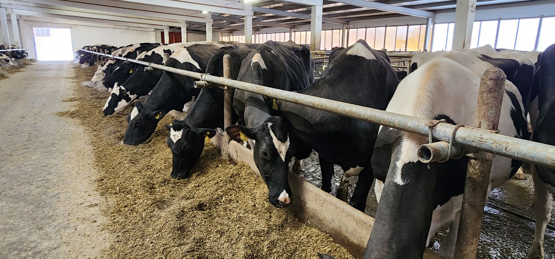 дойные коровы, комплекс Бурхино, племзавод Барыбино, Домодедово,