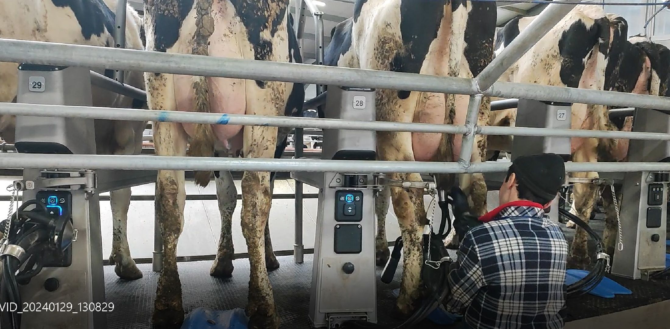 дойные коровы, комплекс Бурхино, племзавод Барыбино, Домодедово,