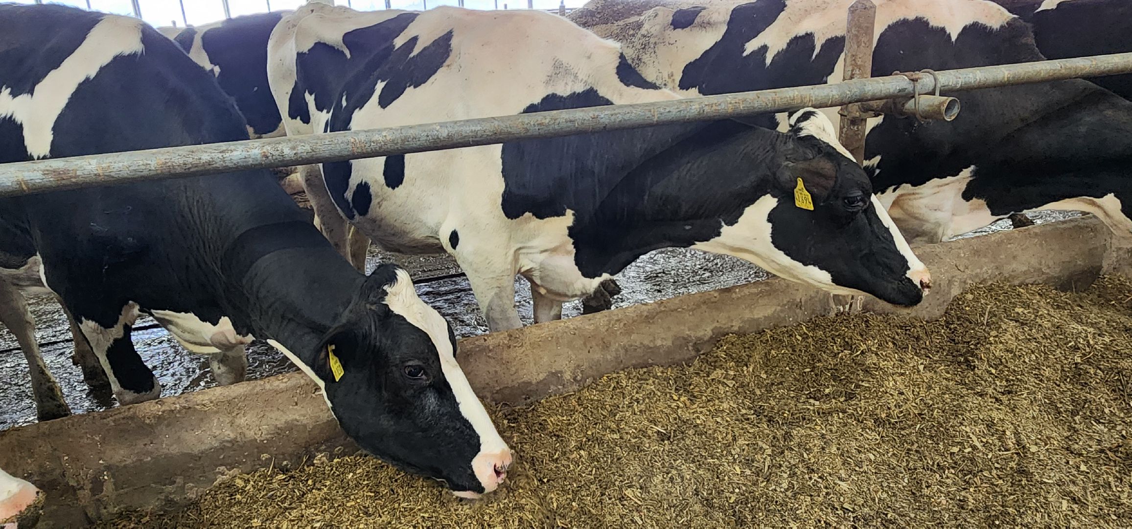 дойные коровы, комплекс Бурхино, племзавод Барыбино, Домодедово,