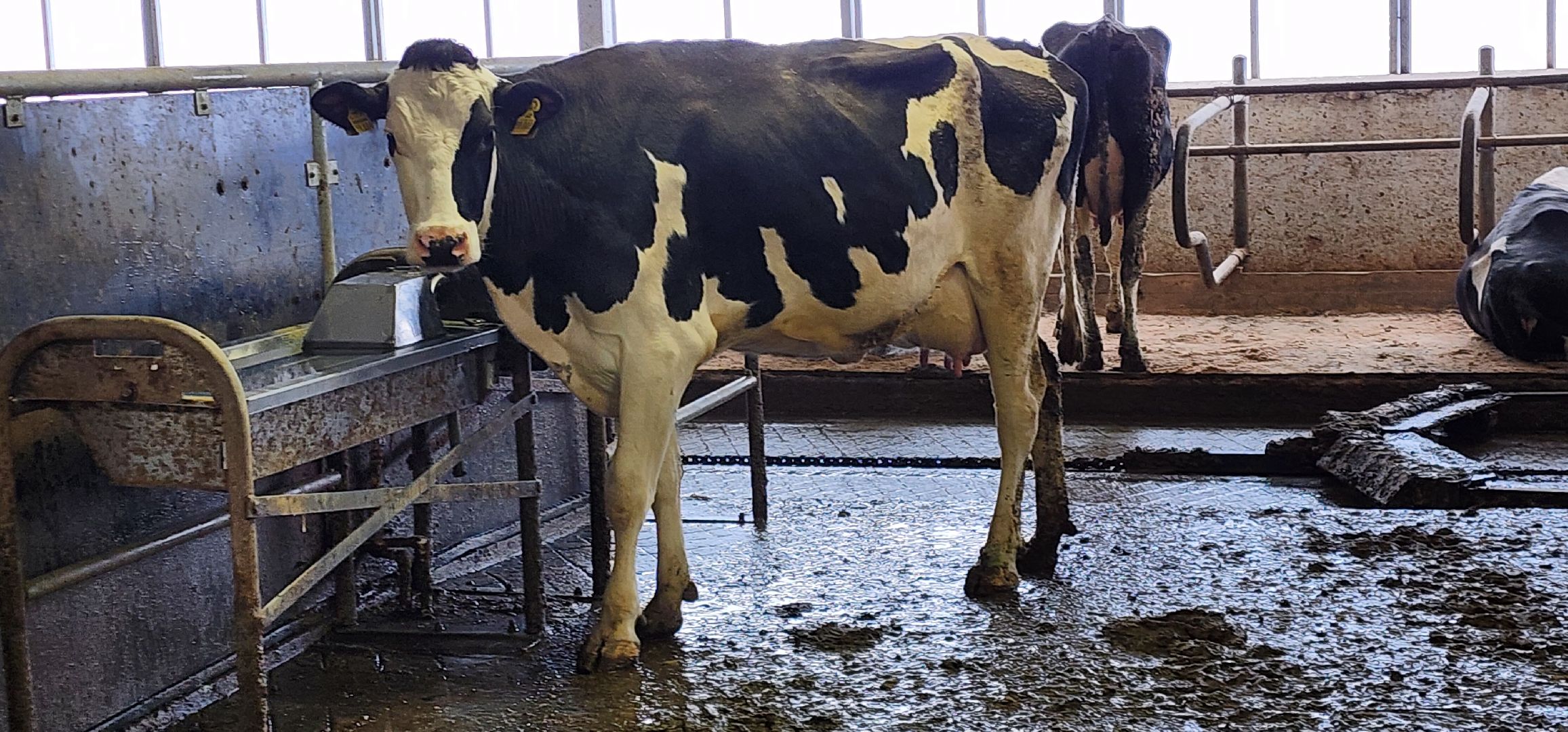 дойные коровы, комплекс Бурхино, племзавод Барыбино, Домодедово,