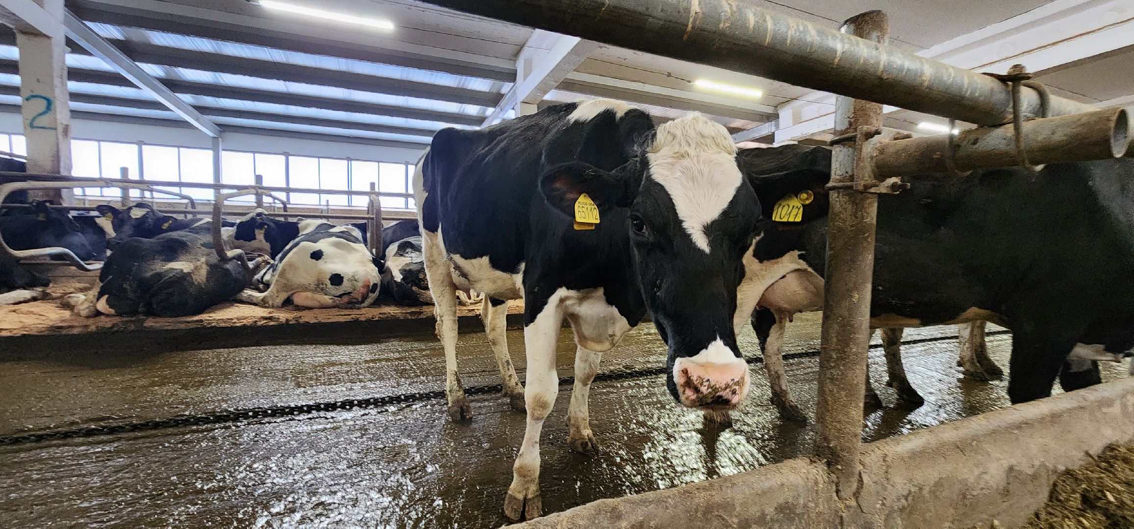 дойные коровы, комплекс Бурхино, племзавод Барыбино, Домодедово,