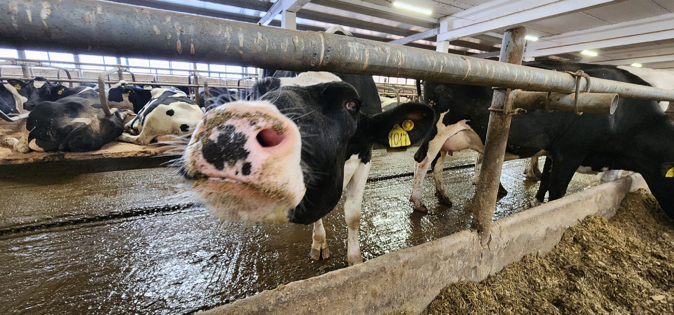 дойные коровы, комплекс Бурхино, племзавод Барыбино, Домодедово,