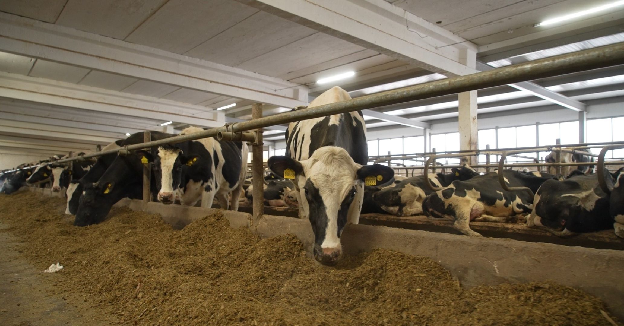 дойные коровы, комплекс Бурхино, племзавод Барыбино, Домодедово,