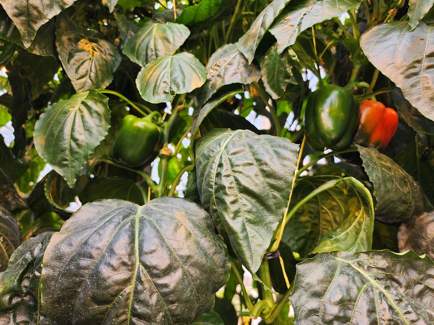 серпухов, турово, сельское хозяйство, теплицы, баклажаны, перцы,