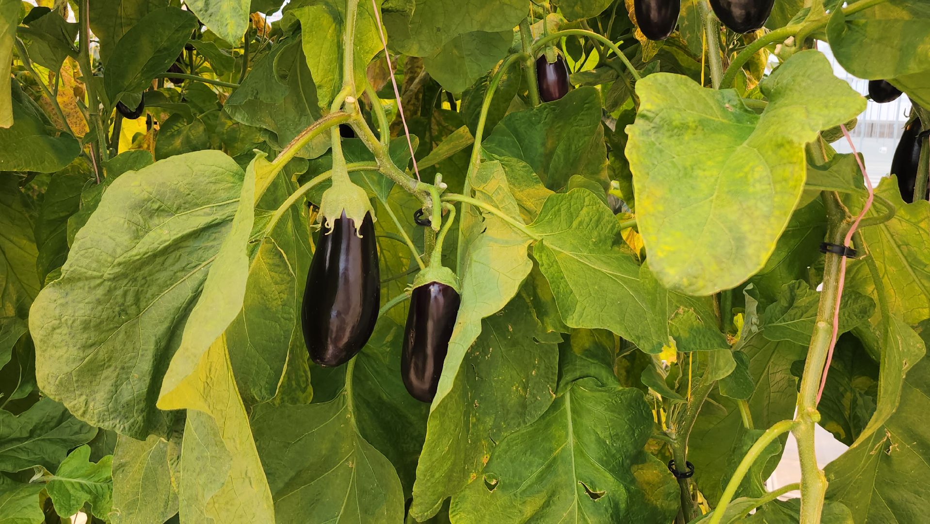 серпухов, турово, сельское хозяйство, теплицы, баклажаны, перцы,