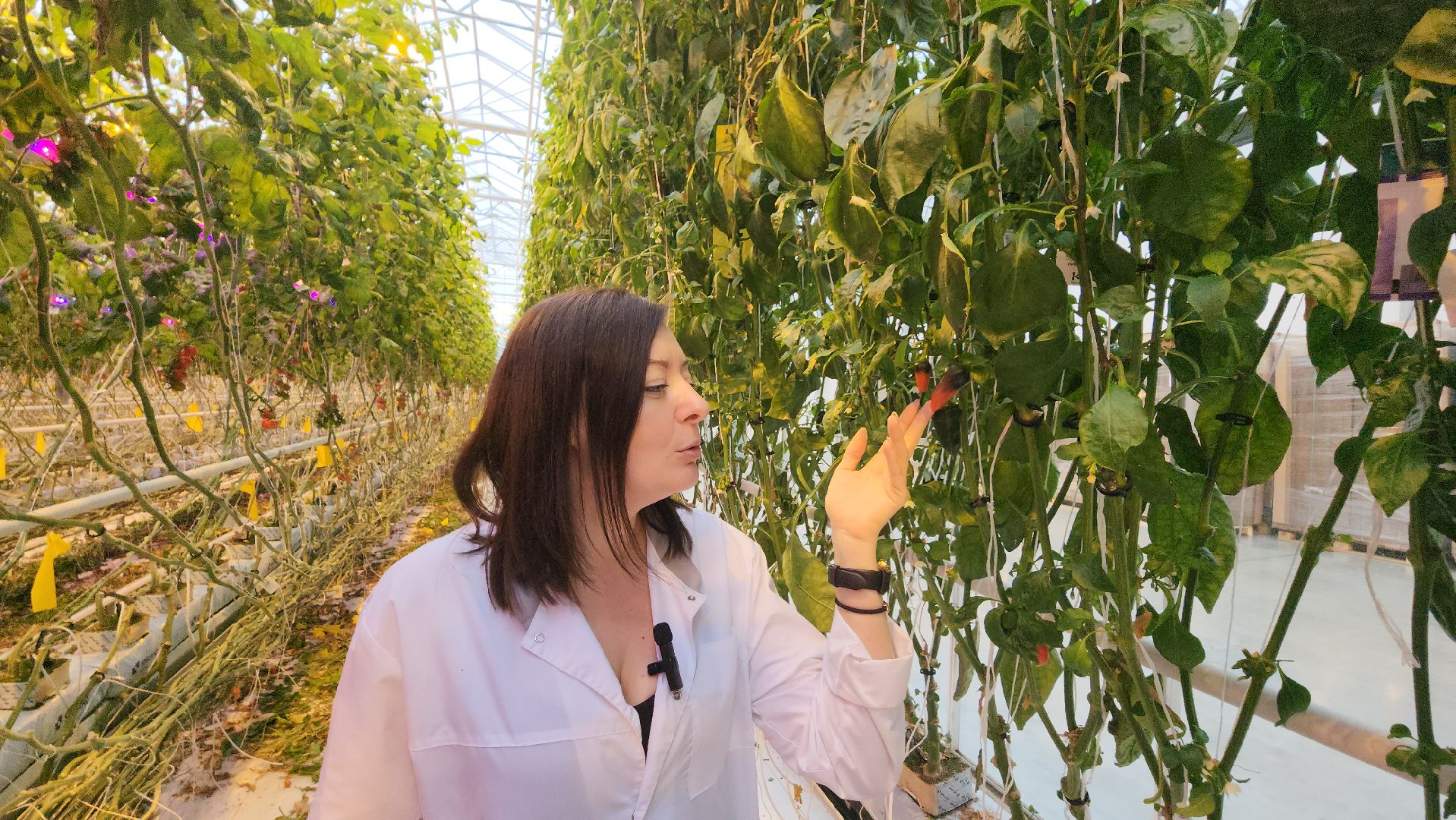 серпухов, турово, сельское хозяйство, теплицы, баклажаны, перцы,