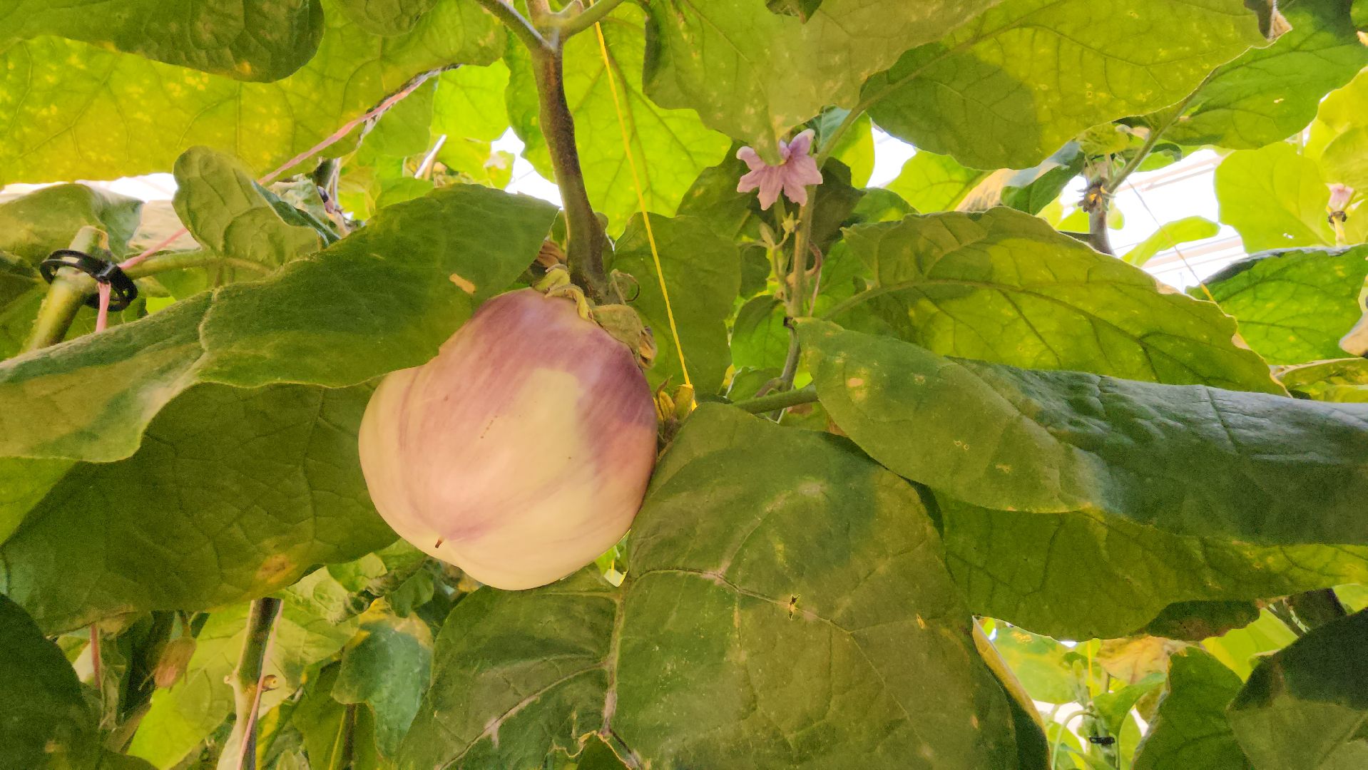 серпухов, турово, сельское хозяйство, теплицы, баклажаны, перцы,