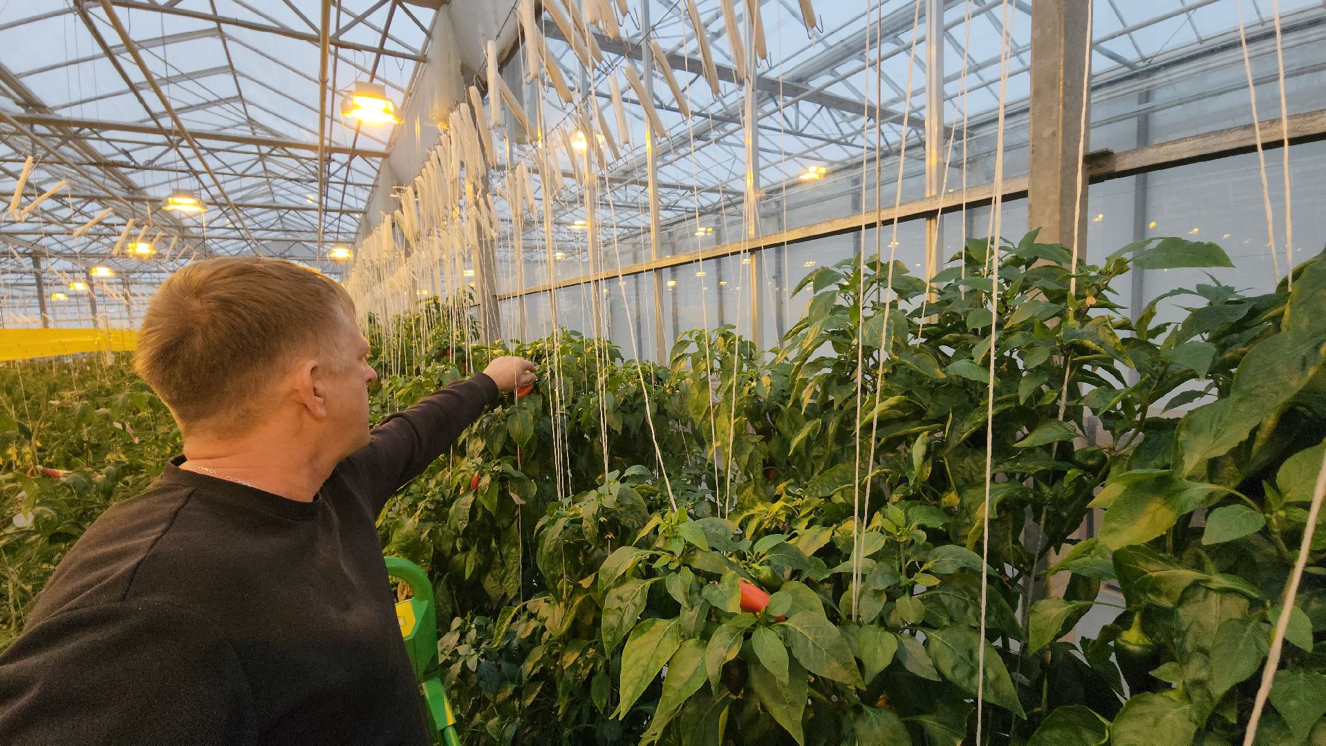 серпухов, турово, сельское хозяйство, теплицы, баклажаны, перцы,