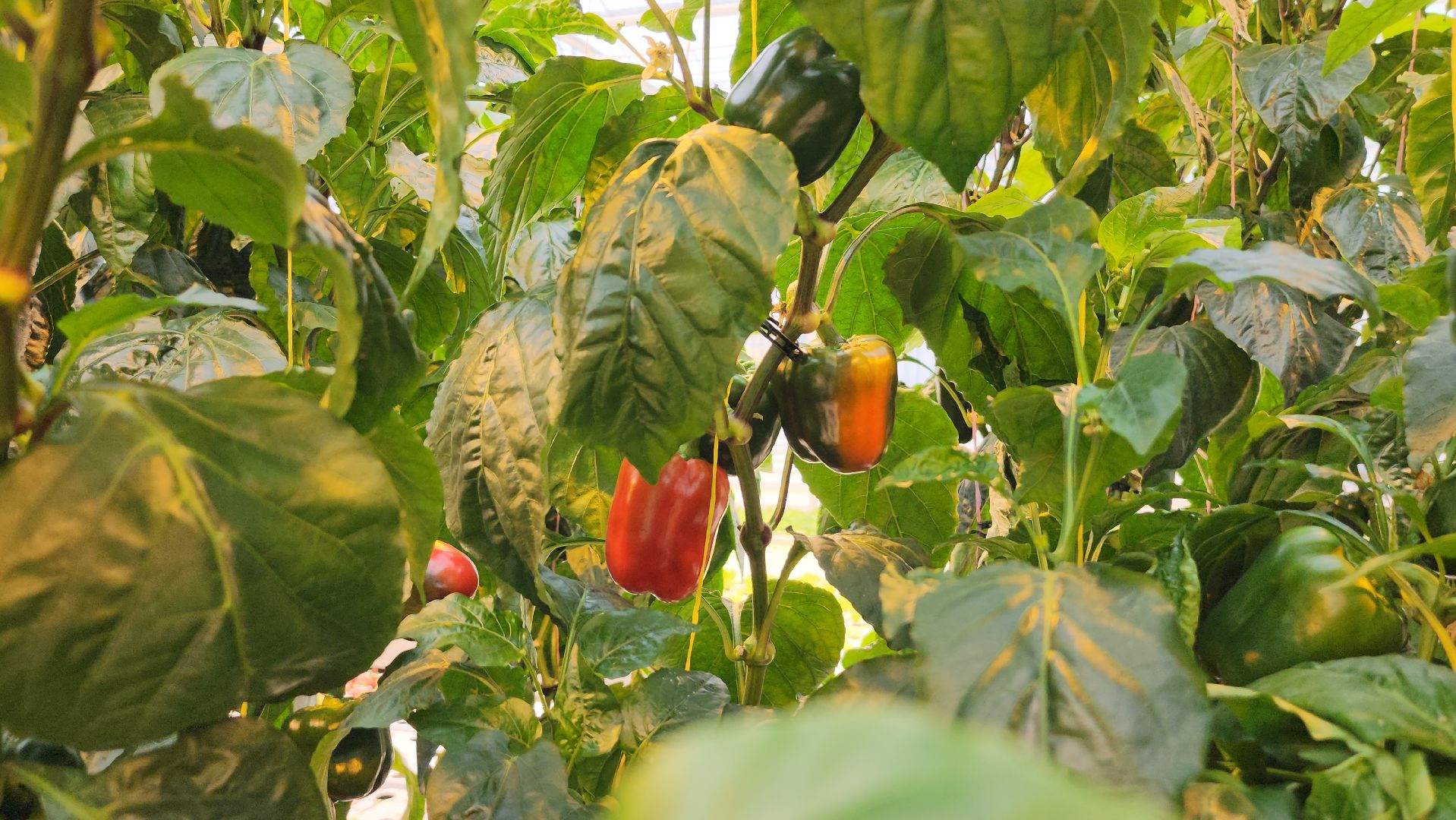 серпухов, турово, сельское хозяйство, теплицы, баклажаны, перцы,