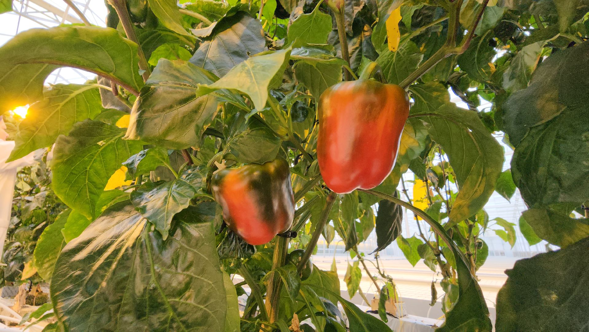 серпухов, турово, сельское хозяйство, теплицы, баклажаны, перцы,