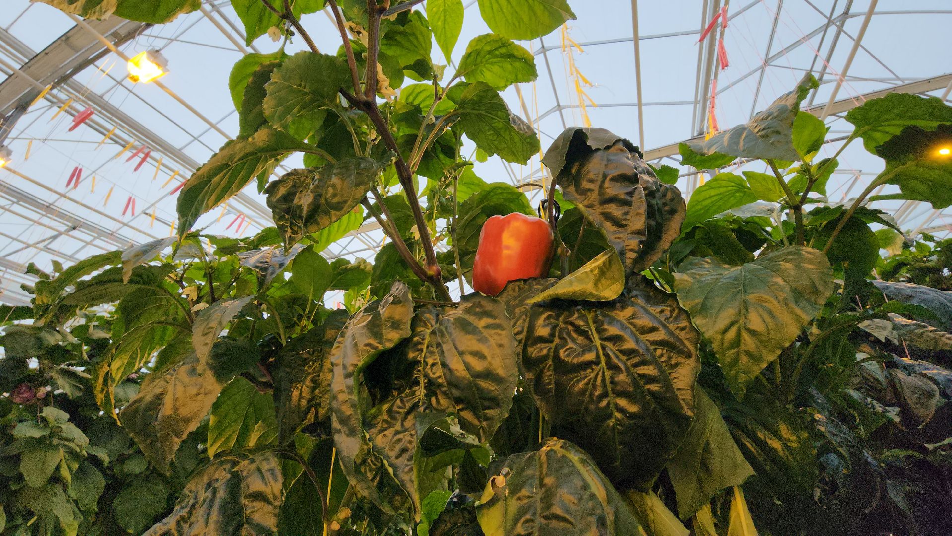 серпухов, турово, сельское хозяйство, теплицы, баклажаны, перцы,