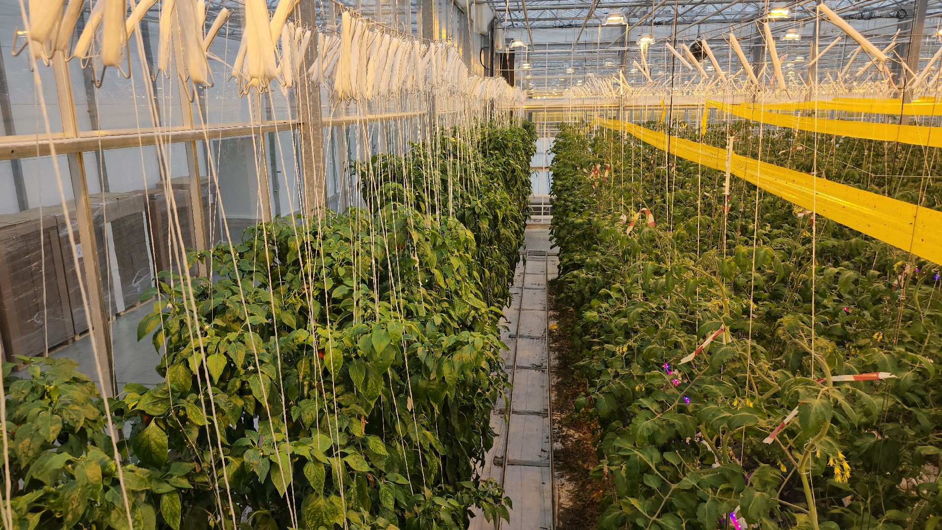 серпухов, турово, сельское хозяйство, теплицы, баклажаны, перцы,