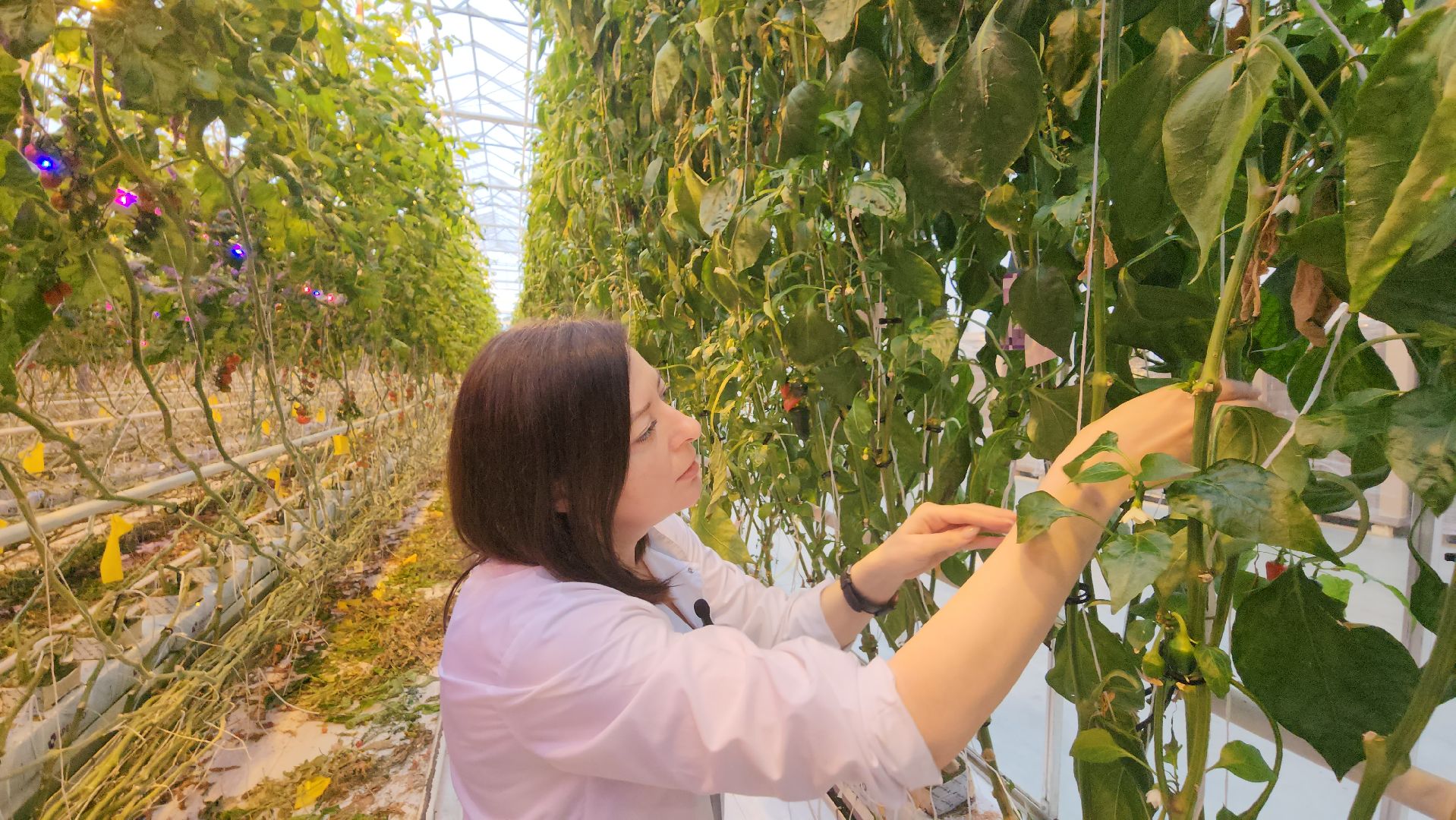 серпухов, турово, сельское хозяйство, теплицы, баклажаны, перцы,