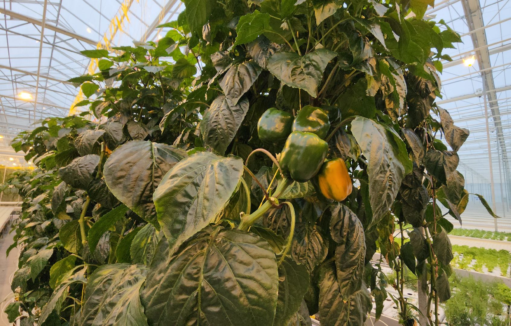 серпухов, турово, сельское хозяйство, теплицы, баклажаны, перцы,