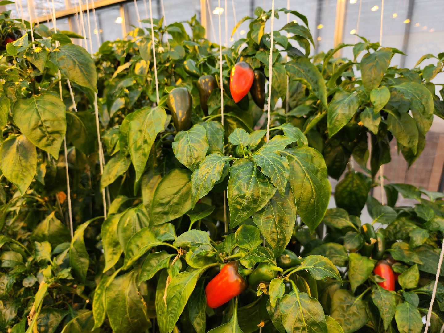 серпухов, турово, сельское хозяйство, теплицы, баклажаны, перцы,