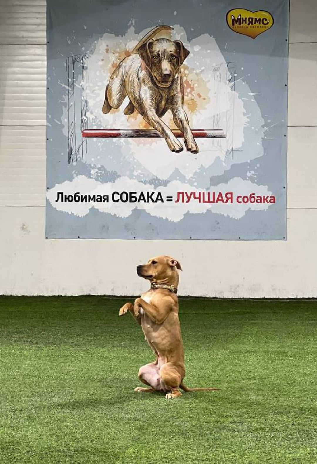 танцы с собаками, собаки, животные, Раменское