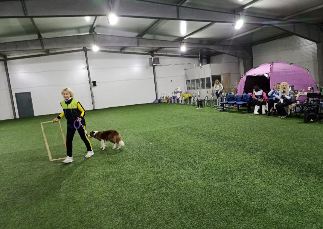 танцы с собаками, собаки, животные, Раменское